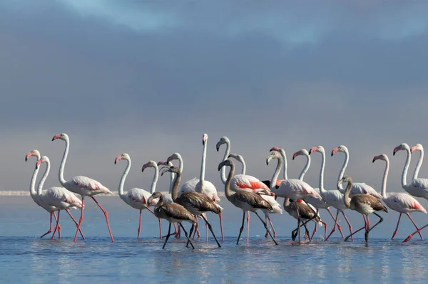 Дикая Африканская Птица Стая Розовых Африканских Фламинго Гуляет Голубой Лагуне — стоковое фото