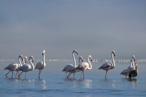 Дикие Африканские Птицы Стая Розовых Африканских Фламинго Гуляет Голубой Лагуне — стоковое фото