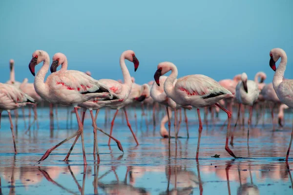 Nahaufnahme Wunderschöner Afrikanischer Flamingos Die Reflektiert Stillen Wasser Stehen Namibia — Stockfoto