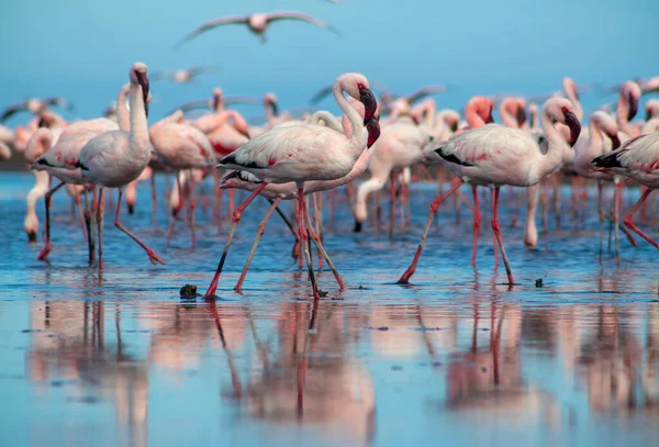 Close Belos Flamingos Africanos Que Estão Parados Água Parada Com — Fotografia de Stock