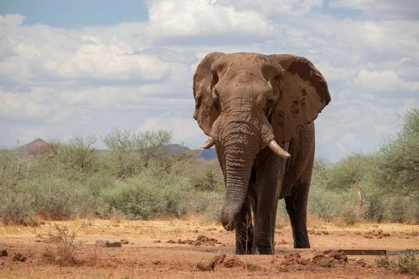 Primer Plano Del Elefante Africano Bush Pastizal Día Soleado — Foto de Stock