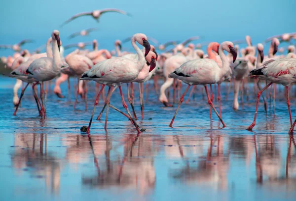 Close Van Prachtige Afrikaanse Flamingo Die Met Reflectie Stilstaand Water — Stockfoto