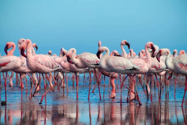 Крупный План Красивых Африканских Фламинго Которые Стоят Тихой Воде Отражением — стоковое фото