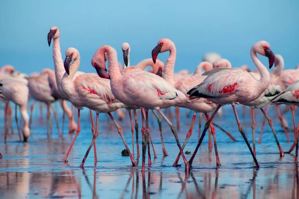 Zblízka Krásné Africké Plameňáky Kteří Stojí Klidné Vodě Odrazem Namibie — Stock fotografie