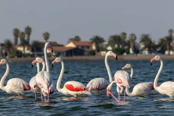 Wild African Birds Flock Pink African Flamingos Walking Blue Lagoon Stock Image