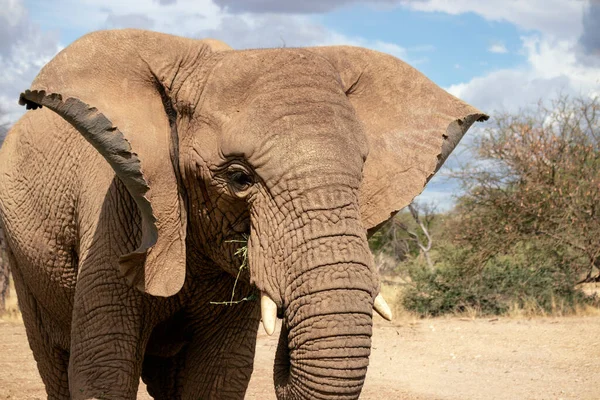 Animales Salvajes Africanos Elefantes Africanos Bush Pastizal Día Soleado — Foto de Stock