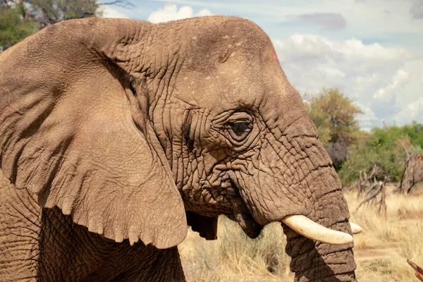 Animal Salvaje Africano Primer Plano Del Elefante Africano Bush Pastizal — Foto de Stock