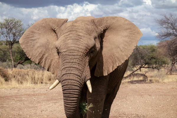 Afrikanisches Wildtier Nahaufnahme Des Afrikanischen Buschelefanten Grasland Einem Sonnigen Tag — Stockfoto