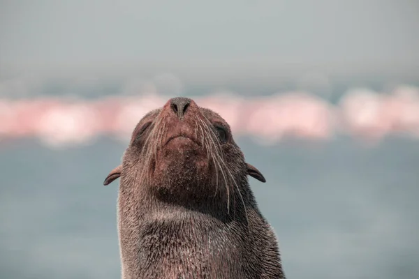 Ensam Brun Pälssäl Sitter Havet Solig Morgon — Stockfoto