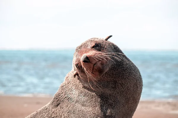 Lonely Brown Fur Seal Sits Ocean Sunny Morning — Stock Photo, Image