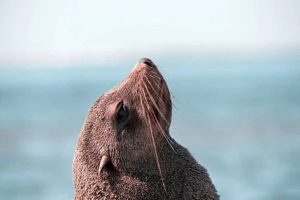 Meterai Bulu Coklat Kesepian Duduk Laut Pagi Yang Cerah — Stok Foto