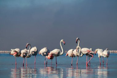 Vahşi Afrikalı hayatı. Pembe Afrikalı flamingo sürüsü güneşli bir günde mavi gölün arka planında yürüyorlar.. 