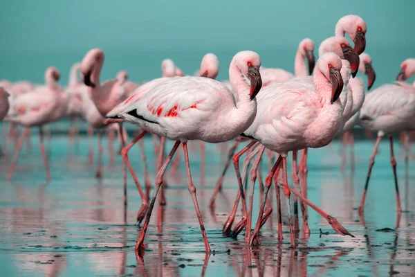 Zbliżenie Pięknych Afrykańskich Flamingów Które Stoją Nieruchomej Wodzie Odbiciem Namibia — Zdjęcie stockowe