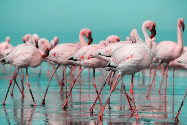 Wilde Afrikaanse Vogels Groep Vogels Van Roze Afrikaanse Flamingo Wandelen — Stockfoto