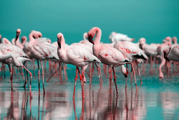 Wild African Life Flock Pink African Flamingos Walking Blue Lagoon — Stock Photo, Image