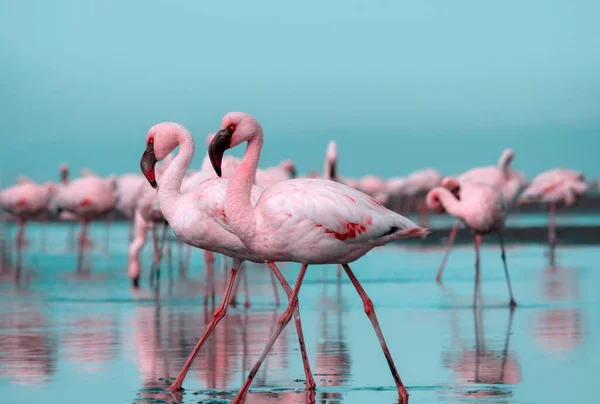 Wild African Life Flock Pink African Flamingos Walking Blue Lagoon — Stock Photo, Image