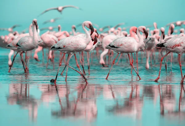 Wild African Life Flock Pink African Flamingos Walking Blue Lagoon — Stock Photo, Image