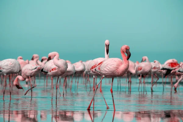 Wild african birds. Group birds of pink african flamingos  walking around the blue lagoon on a sunny day