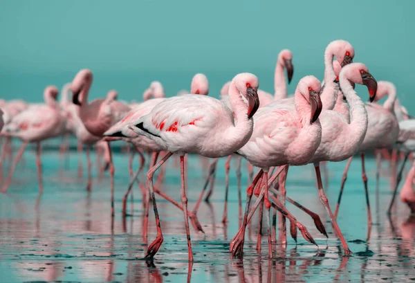 Vilda Afrikanska Fåglar Grupp Fåglar Rosa Afrikanska Flamingos Promenader Runt — Stockfoto