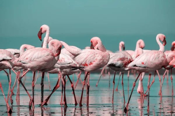 Wild African Birds Group Birds Pink African Flamingos Walking Blue — Stock Photo, Image