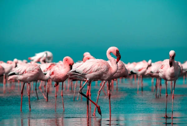 Divocí Afričtí Ptáci Skupina Ptáků Růžové Africké Plameňáci Procházky Kolem — Stock fotografie