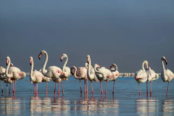 Wild Birds Close Beautiful African Flamingos Standing Still Water Reflection — Stockfoto