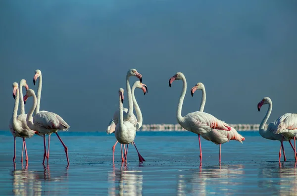 Wild Birds Close Beautiful African Flamingos Standing Still Water Reflection — Stockfoto