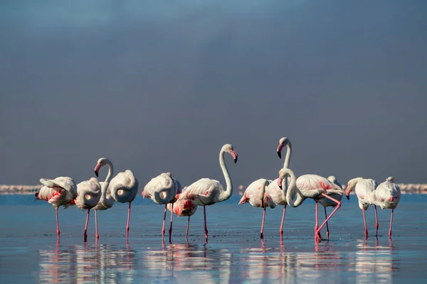 Vida Salvaje Africana Manada Flamencos Africanos Rosados Caminando Alrededor Laguna — Foto de Stock