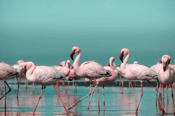 Vilt Afrikanskt Liv Flock Rosa Afrikanska Flamingos Promenader Runt Den — Stockfoto