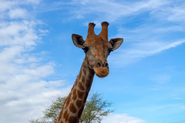 Wild african animal. Close up of large common  Namibian giraffe on the summer blue sky.