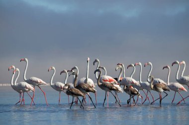 Güzel Afrika flamingolarına yaklaş. Durgun suda yansımalarla duruyorlar. Namibya
