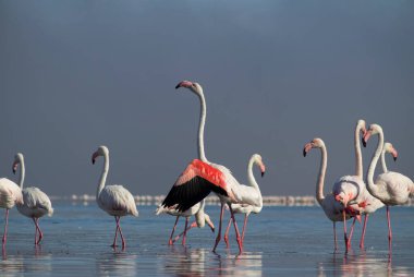 Vahşi Afrika kuşları. Beyaz afrikalı flamingo kuşları güneşli bir günde mavi gölde dolaşıyorlar.