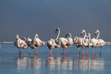 Vahşi Afrika kuşları. Beyaz afrikalı flamingo kuşları güneşli bir günde mavi gölde dolaşıyorlar.