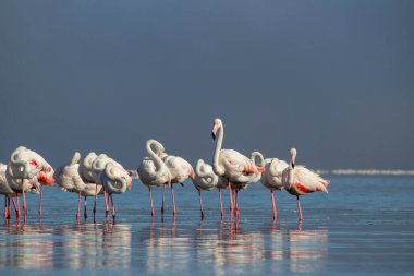 Vahşi Afrika kuşları. Beyaz afrikalı flamingo kuşları güneşli bir günde mavi gölde dolaşıyorlar.