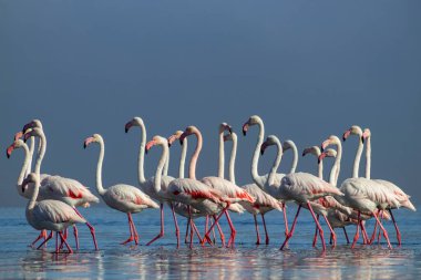 Vahşi Afrika kuşları. Beyaz afrikalı flamingo kuşları güneşli bir günde mavi gölde dolaşıyorlar.