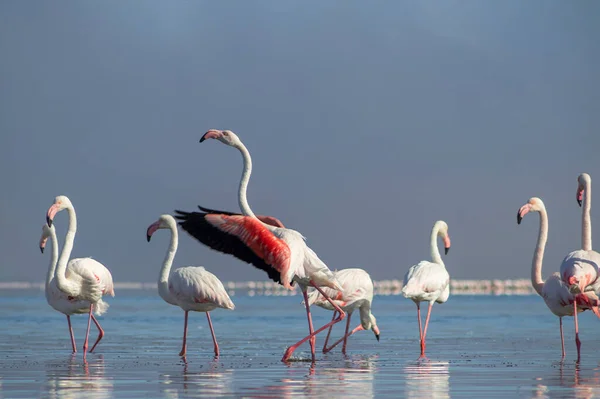 Wild african birds. Group birds of white african flamingos  walking around the blue lagoon on a sunny day