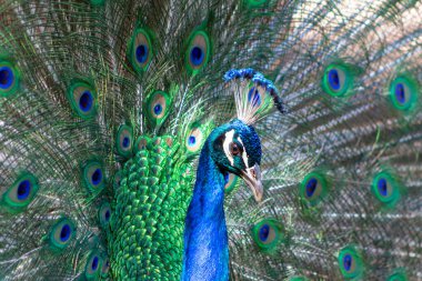 Wild african bird. Portrait of beautiful colored male peacock with tail feathers out.