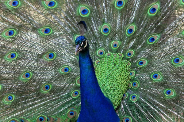 Wild African Bird Portrait Beautiful Colored Male Peacock Tail Feathers — Zdjęcie stockowe