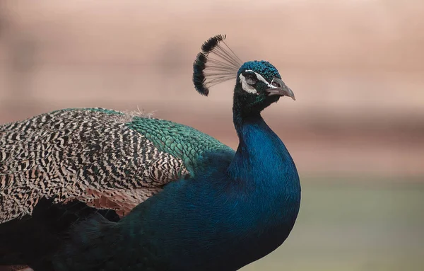 Wild African Bird Portrait Bright Male Peacock Blurred Background — Stockfoto