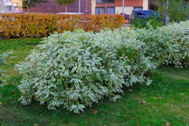 Süslü bicolor çalılar, çeşitli beyaz yeşil yapraklarla Cornus Alba. Dekoratif kesilmiş Fildişi Halo Dogwoodları 
