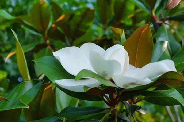 Immergrüner Zierbaum, südliche Magnolia Grandiflora mit erstaunlich großen weißen cremefarbenen Blüten und großen, ledrigen Blättern mit glänzender dunkelgrüner Farbe auf der Oberseite und bronzefarbener, pelziger Unterseite. Weicher Fokus — Stockfoto