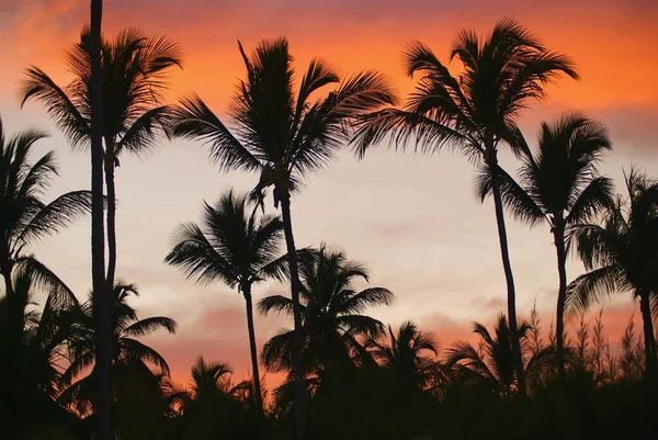 Atardecer romántico caribeño. Siluetas de palmeras de coco en el colorido cielo resplandor en la noche tropical. Dramático cielo rojo-naranja a través de siluetas borrosas de palmas en el crepúsculo en la playa. Enfoque suave. Imágenes de stock libres de derechos
