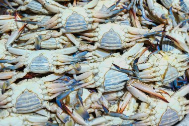 Taze Mavi Callinectes sapidus yengeci yığını arka planda balık deniz ürünleri pazarında.