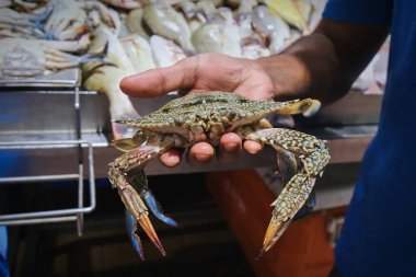 Orta Doğulu balıkçının kolundaki seçici odak noktası taze Mavi Callinectes sapidus yengecini balık pazarında satışta tutuyor.