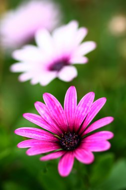 Osteospermum madeliefjes