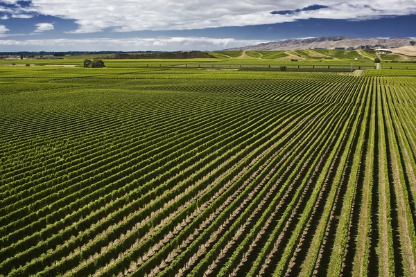 Vignoble Nouvelle-Zélande Image En Vente