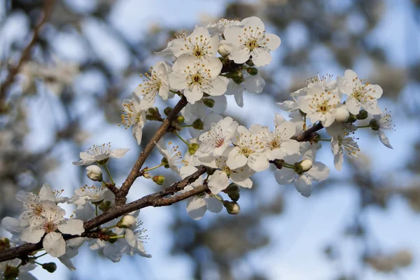 Květy stromu myrobalán — Stock fotografie