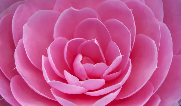 Camellia rose, Cadre complet Images De Stock Libres De Droits
