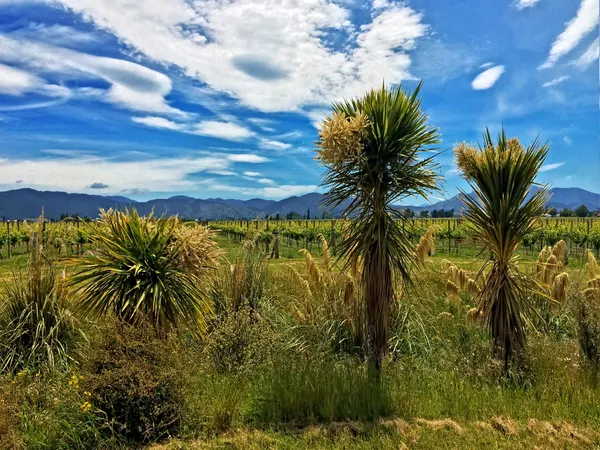 Plantes indigènes de Nouvelle-Zélande dans le vignoble Photo De Stock