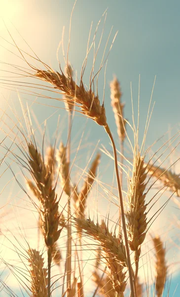 Klas pšenice s jasné slunce a modrá obloha — Stock fotografie